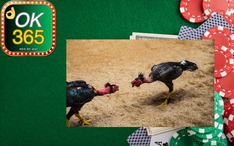 Đá Gà Thomo OK365